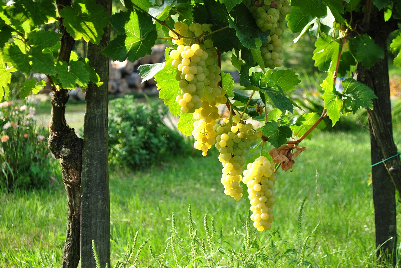 Eco-Friendly Techniques to Improve Soil Fertility